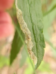 Phytomyza solidaginophaga
