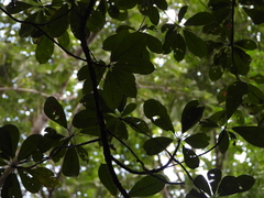 Pouteria decorticans