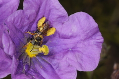 Lanthanomelissa parva