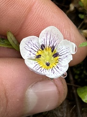 Hesperochiron pumilus