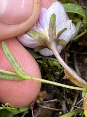 Hesperochiron pumilus