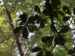 Pouteria decorticans