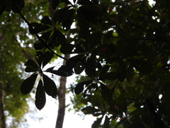 Pouteria decorticans