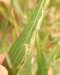 Phytomyza solidaginophaga