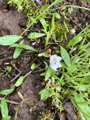 Hesperochiron pumilus