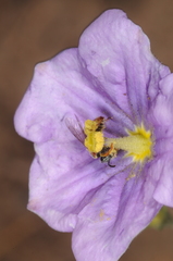 Lanthanomelissa parva