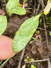 Hesperochiron pumilus