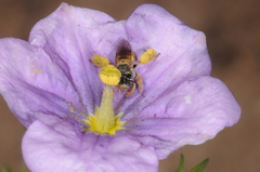 Lanthanomelissa parva