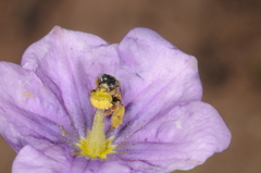 Lanthanomelissa parva