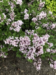 Syringa meyeri