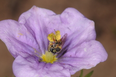 Lanthanomelissa parva