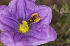 Lanthanomelissa parva