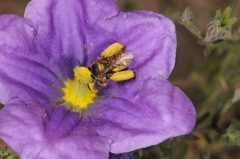 Lanthanomelissa parva