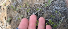 Linanthus harknessii