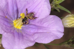 Lanthanomelissa parva