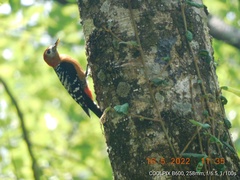 Dendrocopos hyperythrus