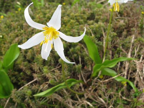 Erythronium montanum