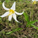 Erythronium montanum - Photo (c) J Brew, algunos derechos reservados (CC BY-SA), uploaded by John Brew