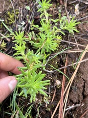 Sedum stenopetalum