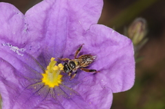 Lanthanomelissa parva