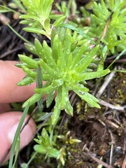 Sedum stenopetalum