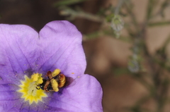 Lanthanomelissa parva