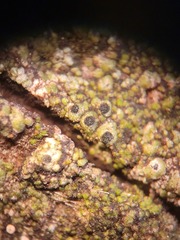 Pseudothelomma ocellatum