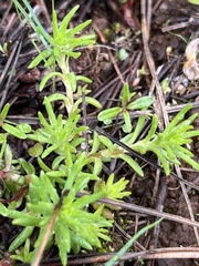 Sedum stenopetalum
