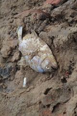 Serrasalmus maculatus