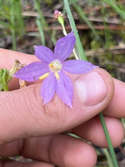 Olsynium douglasii