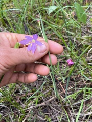 Olsynium douglasii