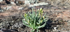 Phemeranthus napiformis