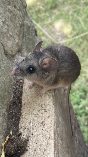 iNaturalist observation photo of North American Deer Mice