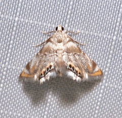 Eoparargyractis irroratalis