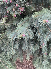 Picea pungens