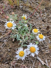 Townsendia florifera