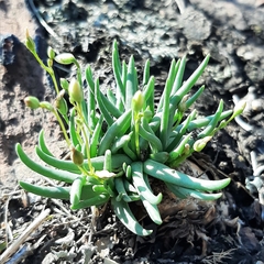 Phemeranthus napiformis