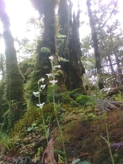 Platanthera brevicalcarata