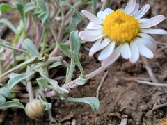 Townsendia florifera