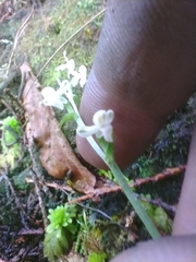 Platanthera brevicalcarata