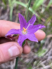 Olsynium douglasii