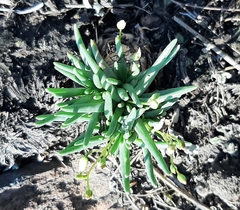 Phemeranthus napiformis