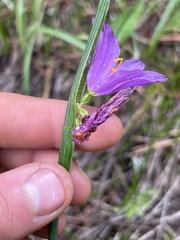 Olsynium douglasii