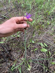 Olsynium douglasii