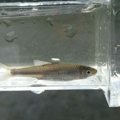 Notropis volucellus