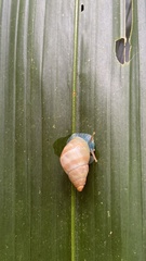 Drymaeus multifasciatus