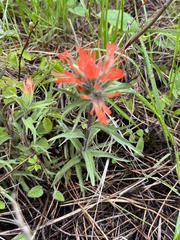 Castilleja hispida acuta