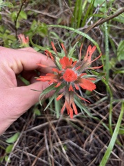 Castilleja hispida acuta