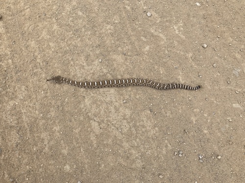 iNaturalist observation photo of Northern Pacific Rattlesnake