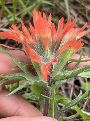 Castilleja hispida acuta